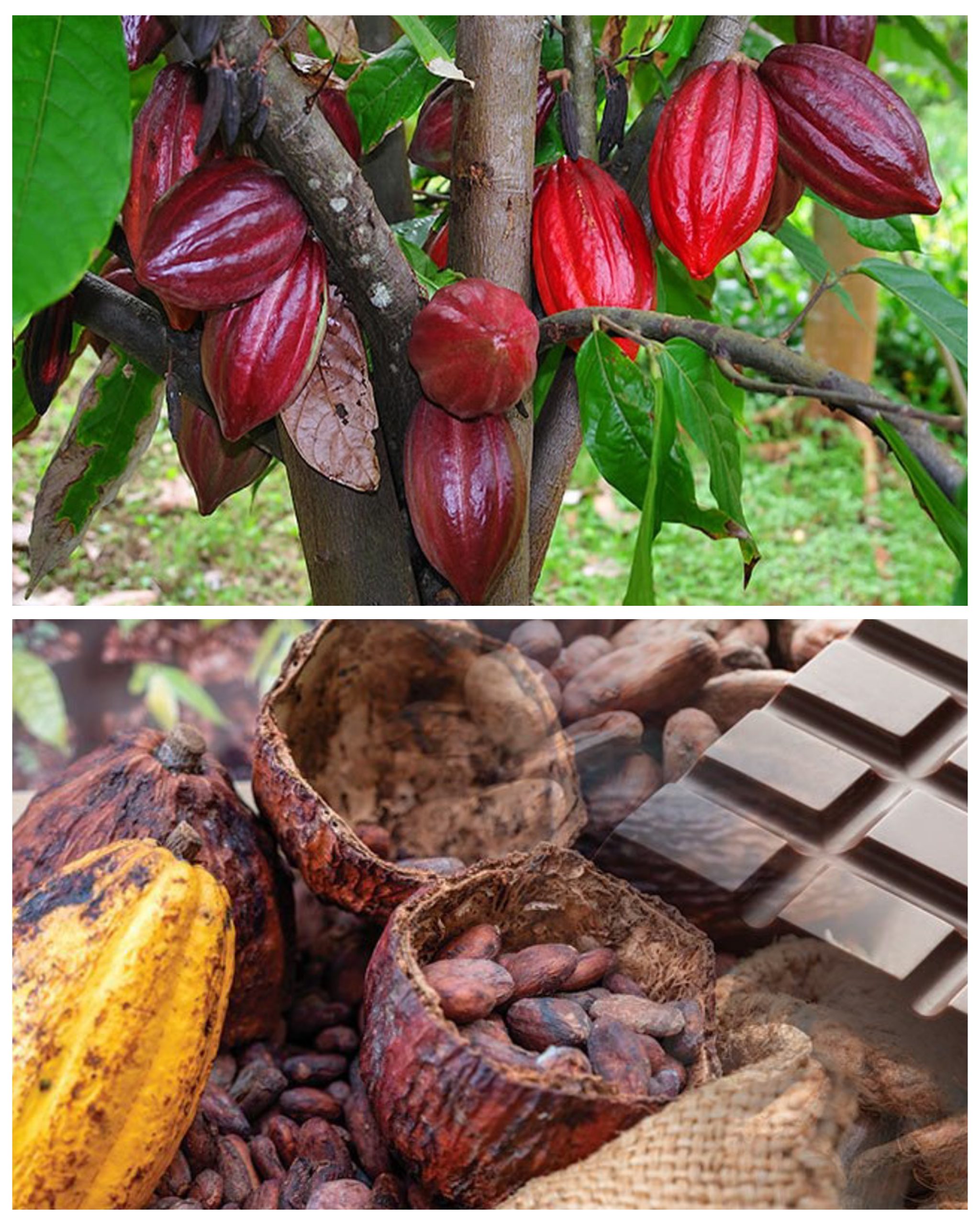 GridArt_20260412_112658535